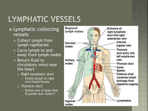 are lymphatic vessels similar to veins or arteries